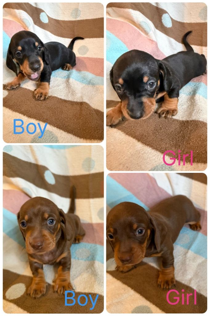 GORGEOUS DACHSHUND PUPPIES