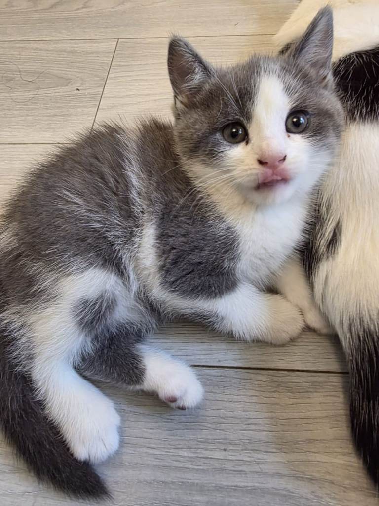 Kittens 