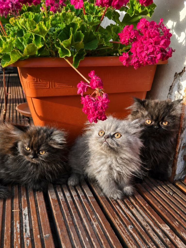 Persian kittens for sale 