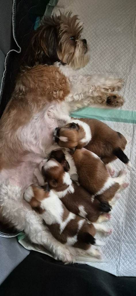 Beautiful shih tzu puppies 