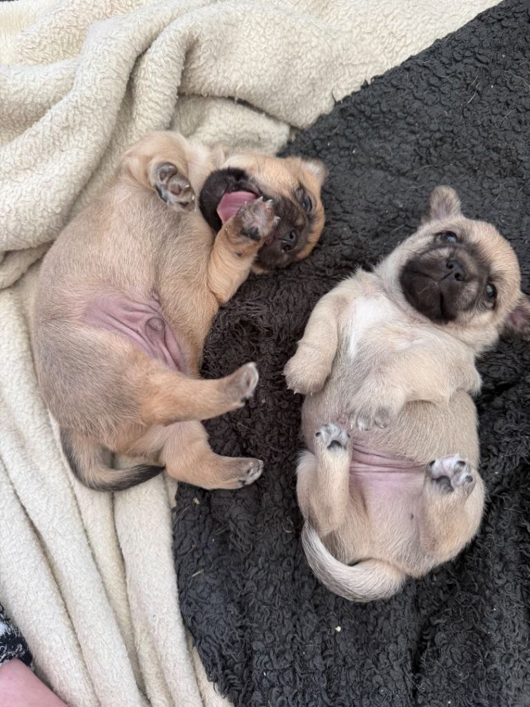 PUPPIES FOR SALE
