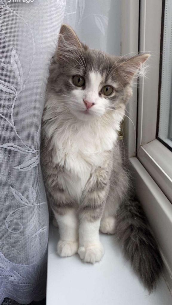 Stunning Ragdoll/Siberian kitten for sale 