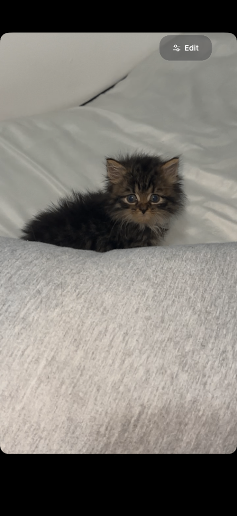 2 Male kittens 