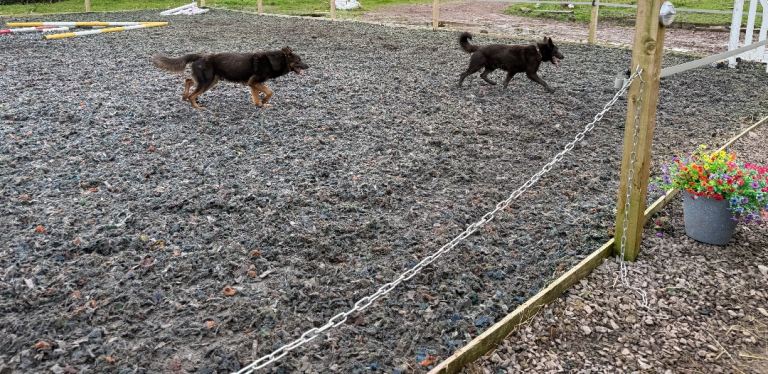 2 male German shepherds 