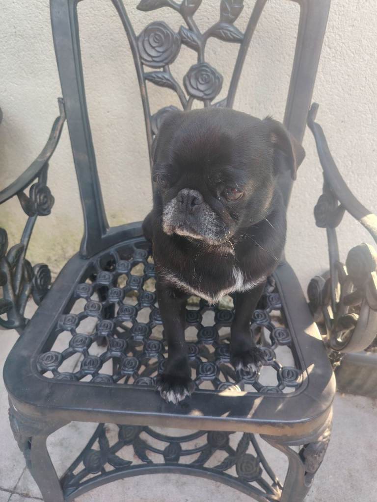 Lovely pug
