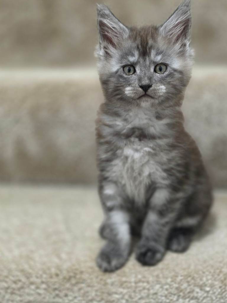 Stunning Maine Coon Kittens for sale/ reservations 