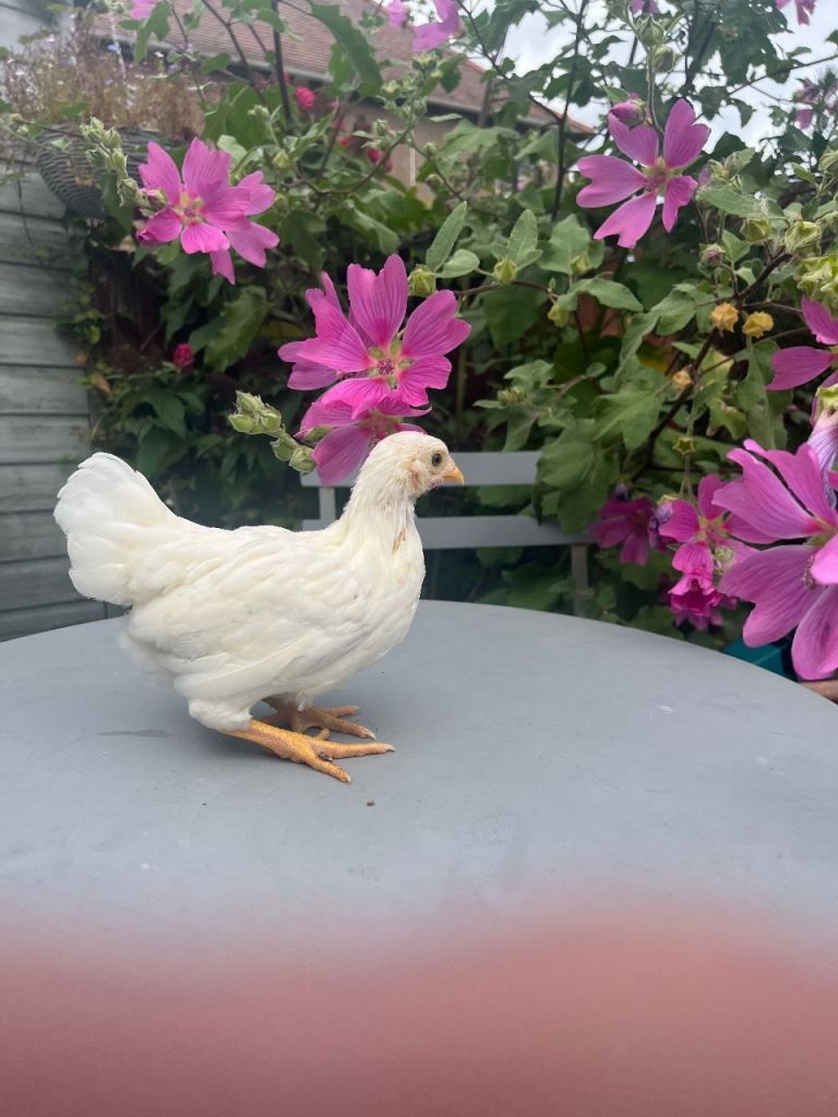 Pet chicken 