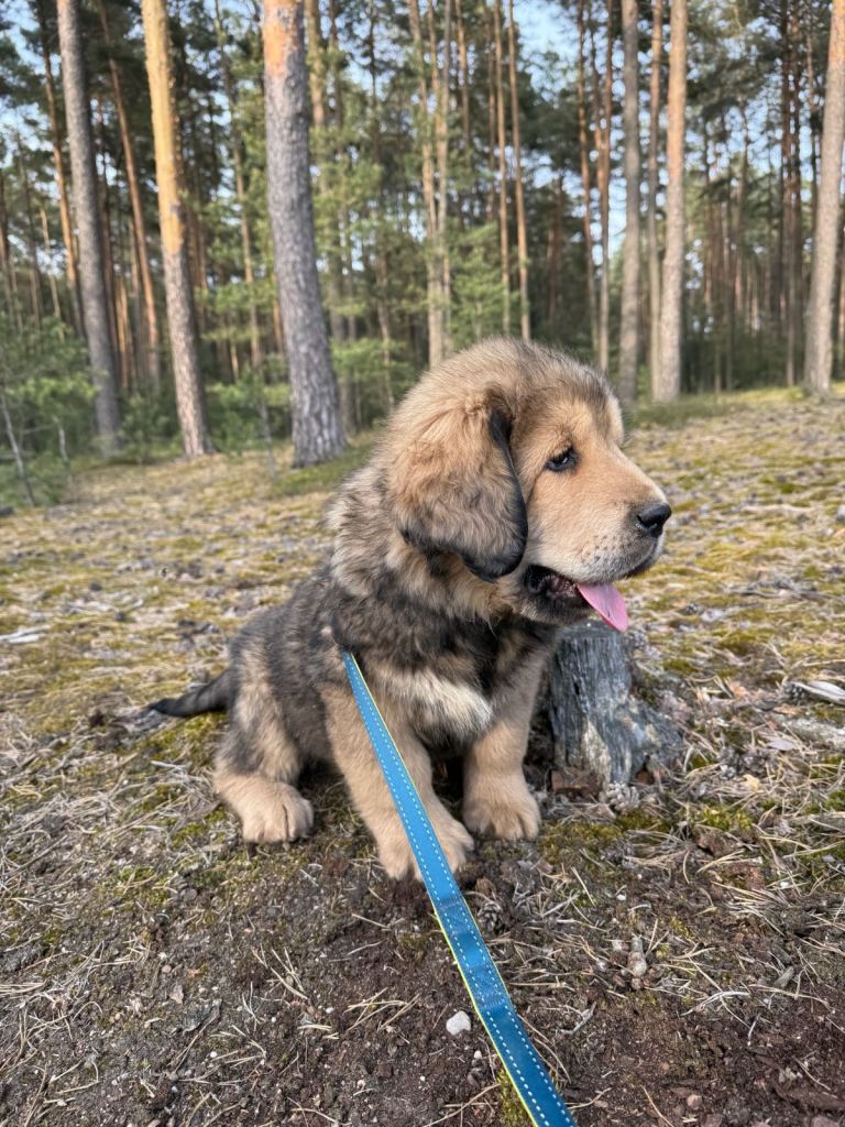 Beautiful puppies for sale 