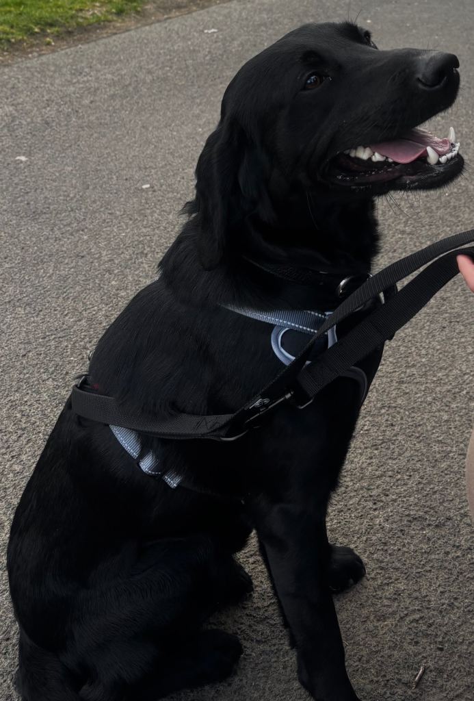 Labrador Retriever for Rehoming