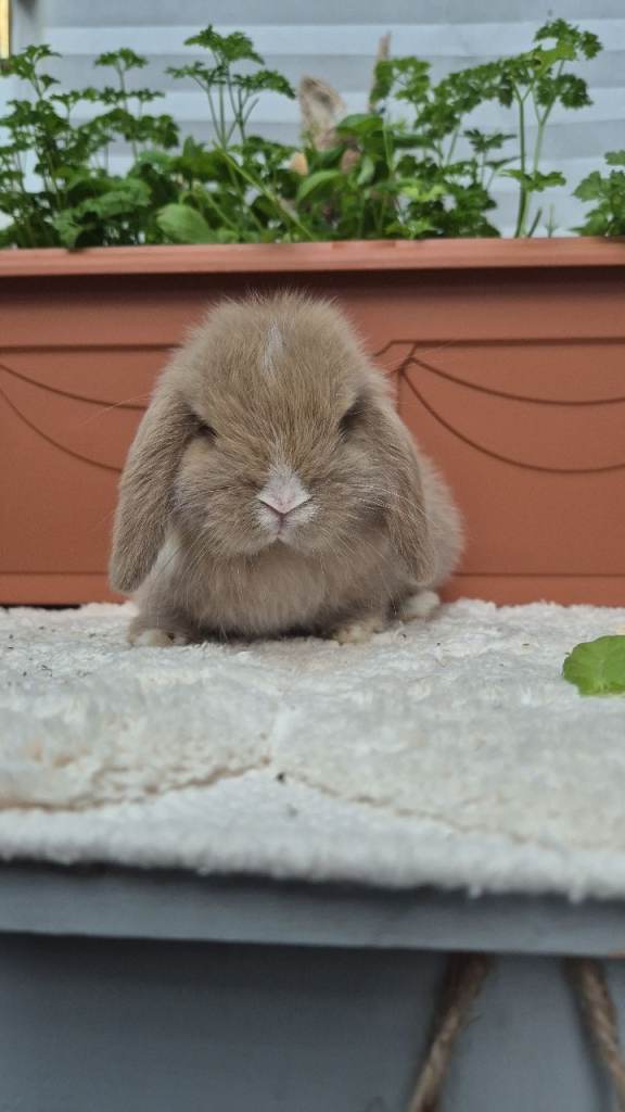 Mini lop boy