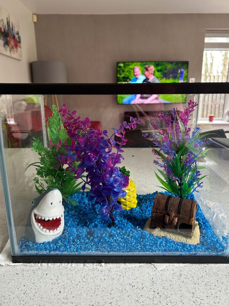 Starter fish tank