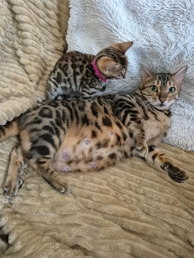 Bengal kittens 