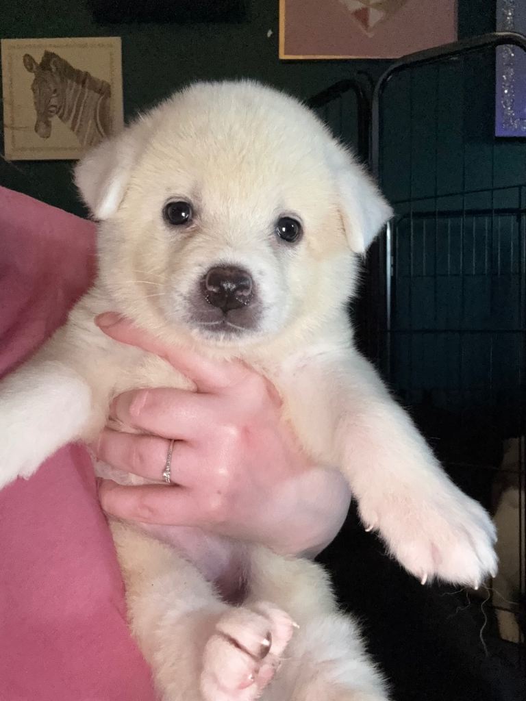 Japanese Akita inu puppies 4 left! 