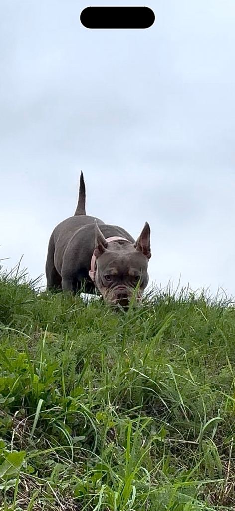 SAD SALE..16 month old ABKC registered exotic female for sale