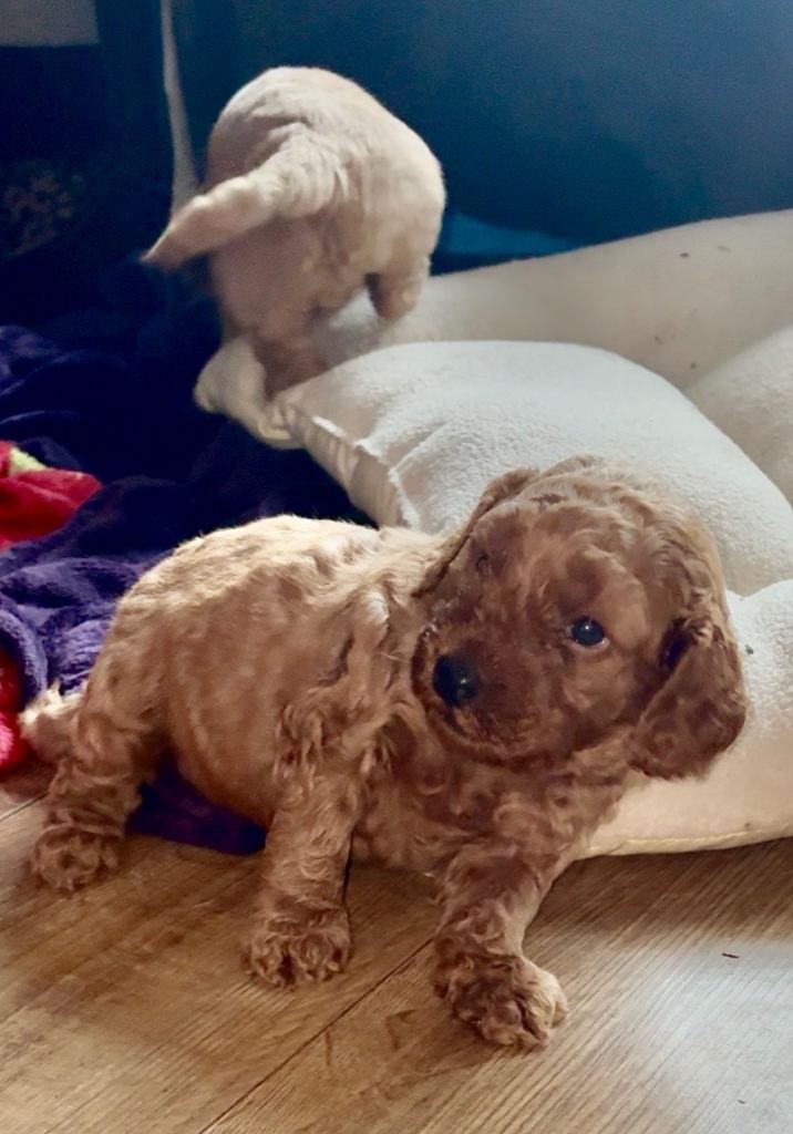 Adorable Cockapoo Puppies Looking for Loving Homes