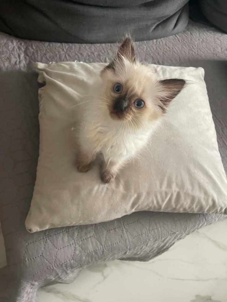 5 Ragdoll Kittens