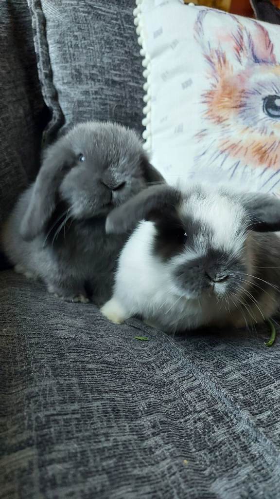 Baby Mini Lop Rabbits