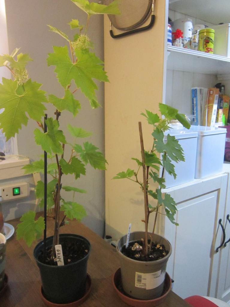 Grape plants