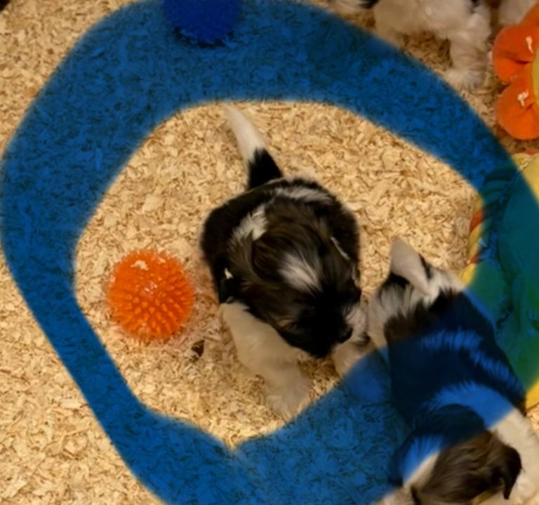 Lhasa pups , 2 boys available 