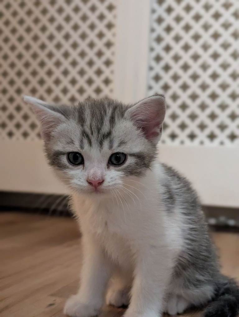 Sweet kitten 