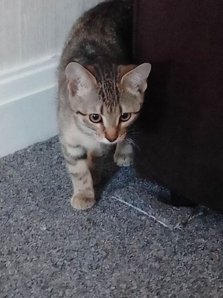 Female kitten for sale 