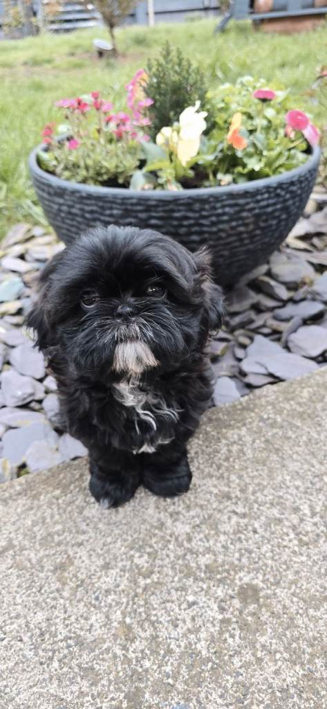 Shih Tzu puppies 
