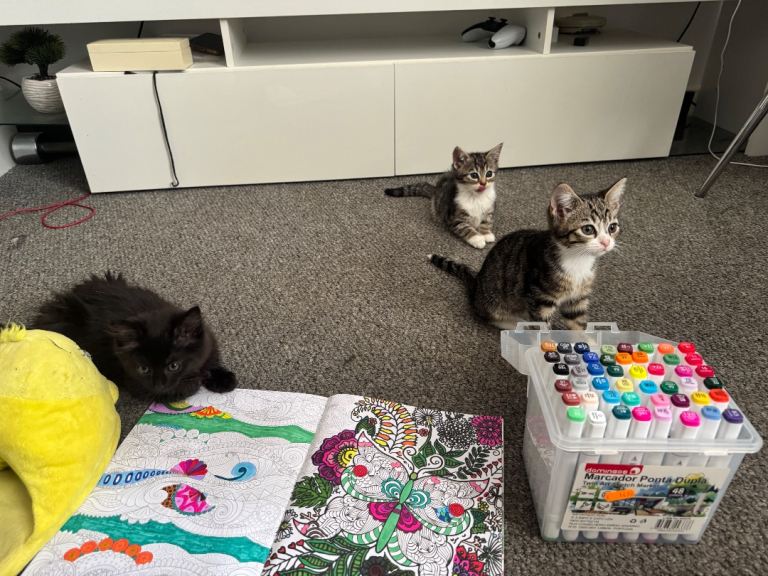 Beautiful 5 month tabby mix breeds kittens 