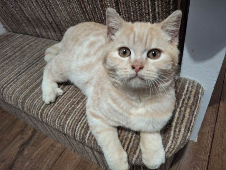 Beautiful Cream British Shorthair-Type Kitten – inc. £200 accessories