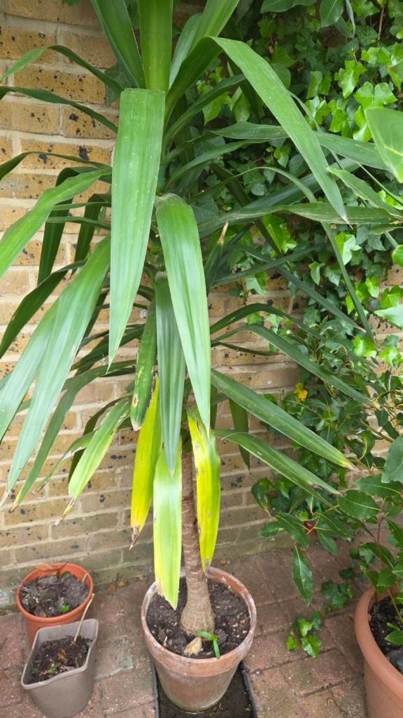 Various outdoor plants