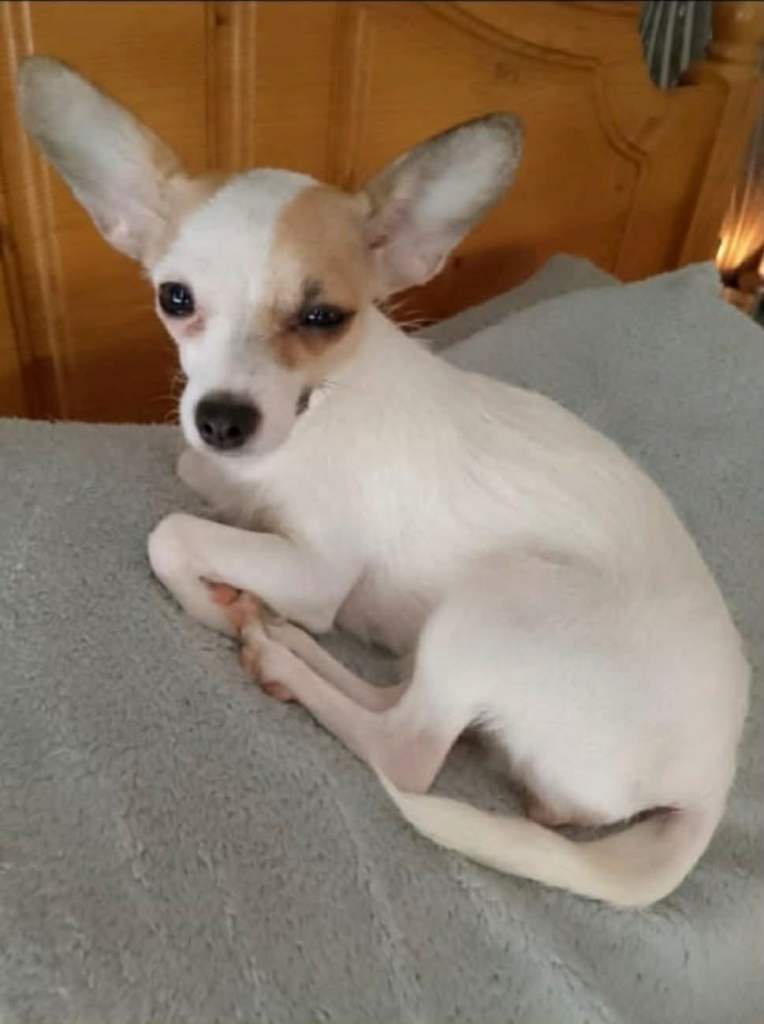 Chihuahua cross jack Russell