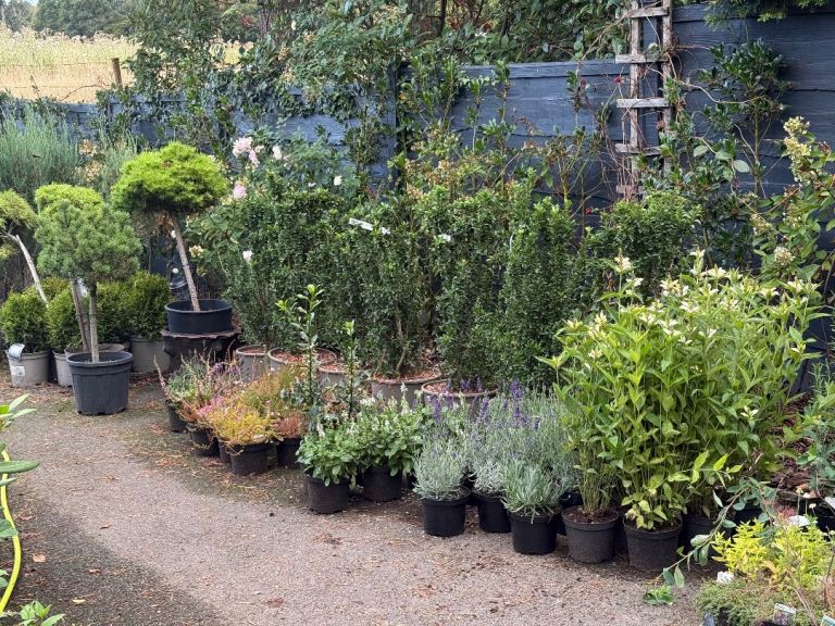 Evergreens, perennials, trees, rhodedendrons, lavender, hedging, yew etc