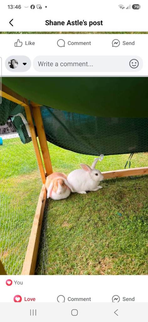 Rabbits