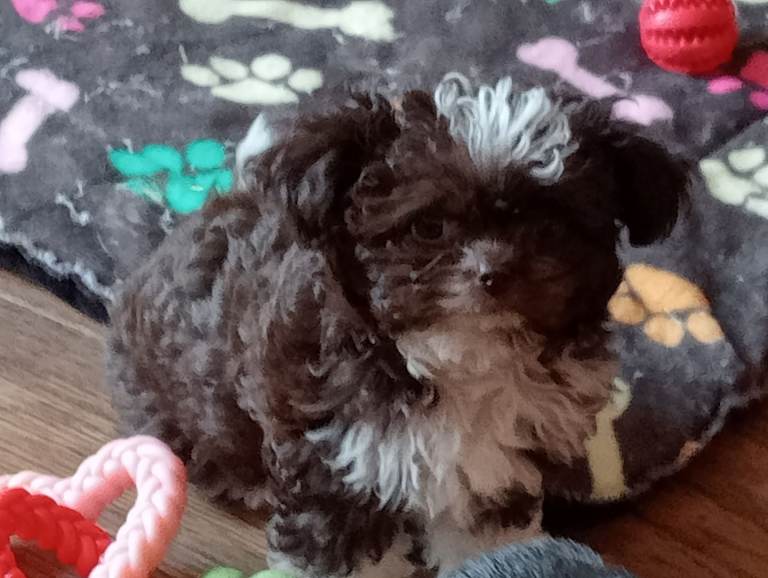 Imperial Shihtzu/Poodle (half size of standard Shihtzu 4kg approx)X Chihuahua Puppies 