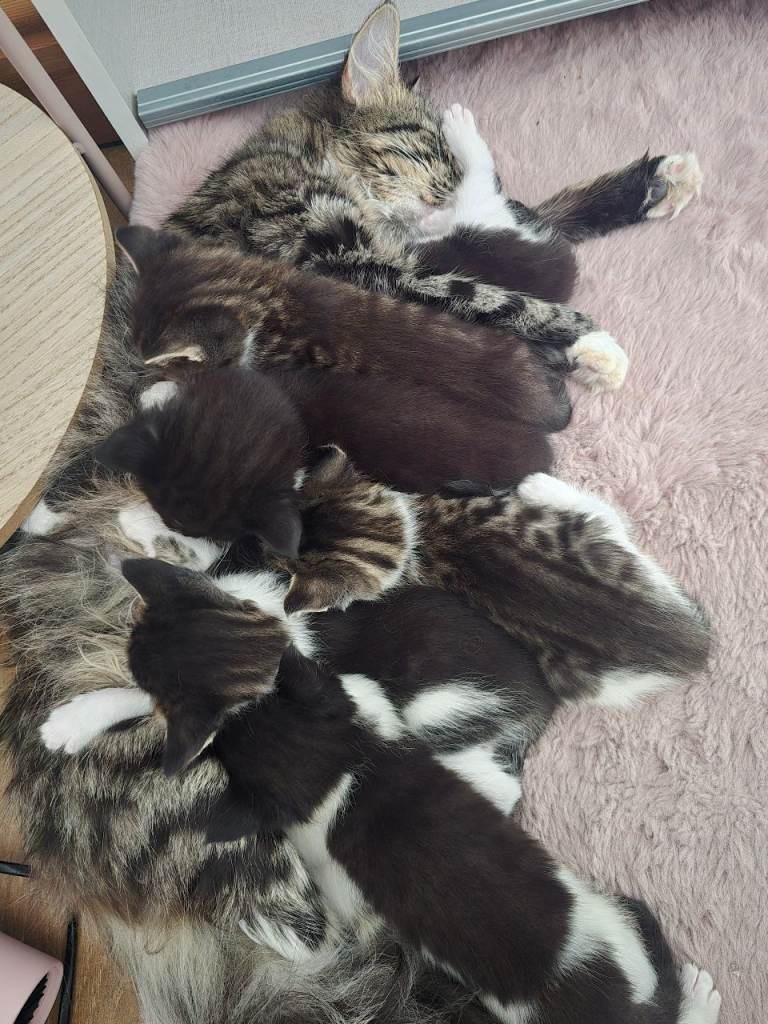 Kittens 