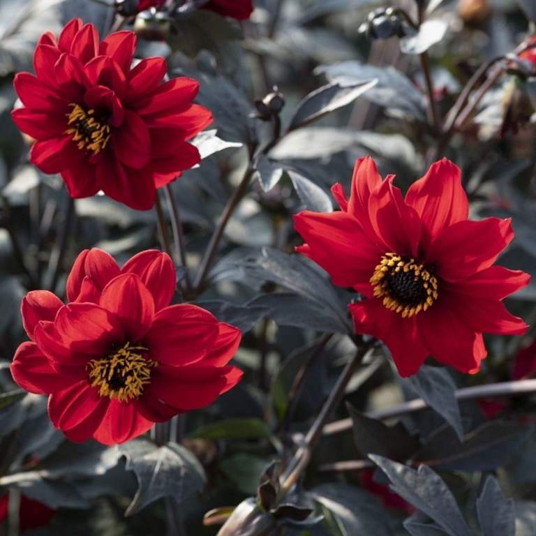 Dahlia Plants - Black Forest Ruby - 1 Litre Pots - Grown Peat-Free