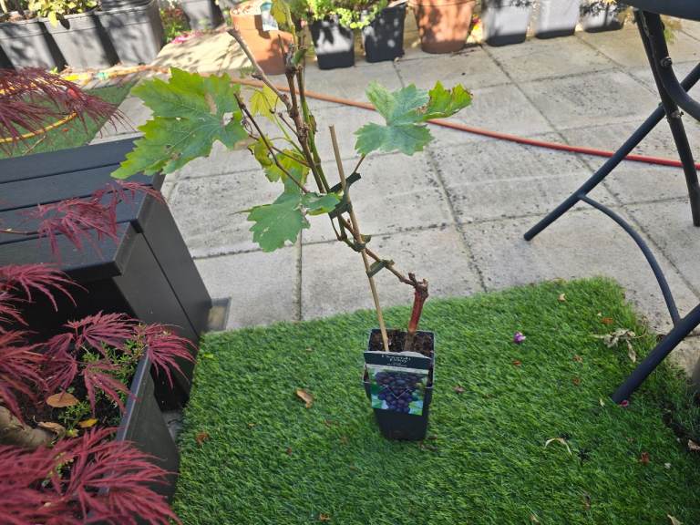 £15 Grapes grape vine edible fruit, lovely vines plant tree