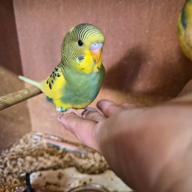 Baby budgies, 
