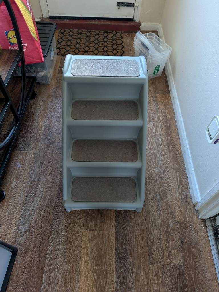 Grey dog steps brand new 