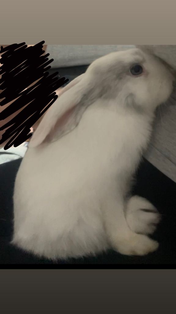 Rabbit for sale 