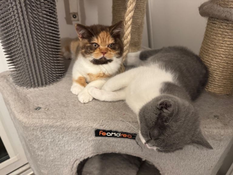 Ready now Gccf Registered British shorthair kittens