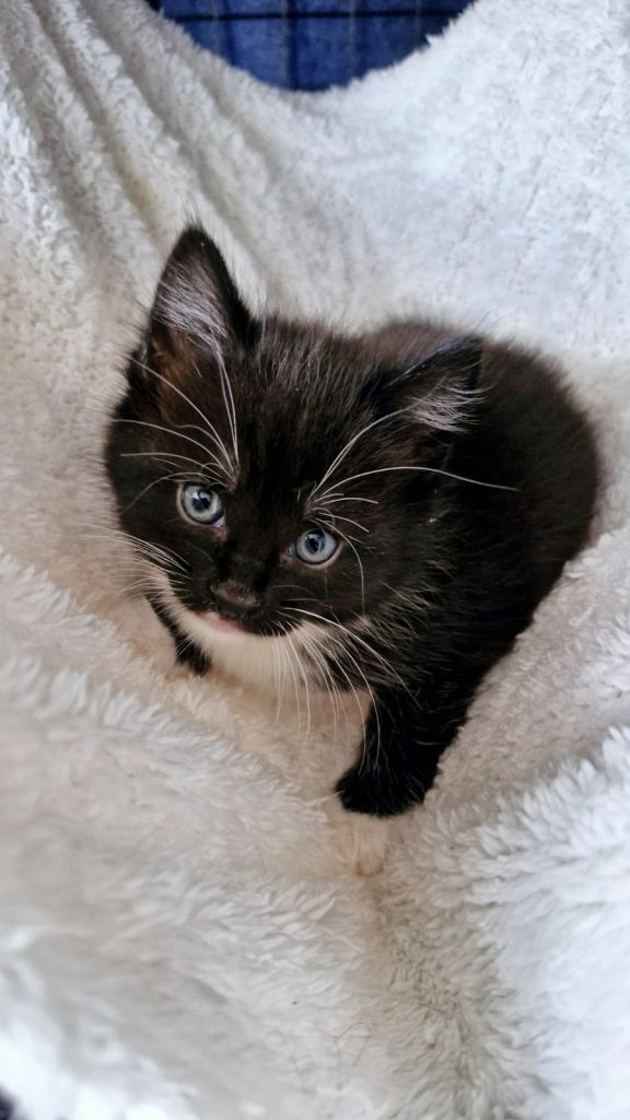 Domestic British short haired bengal kittens