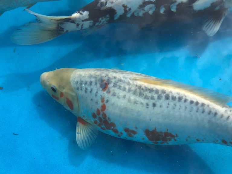 Koi carp