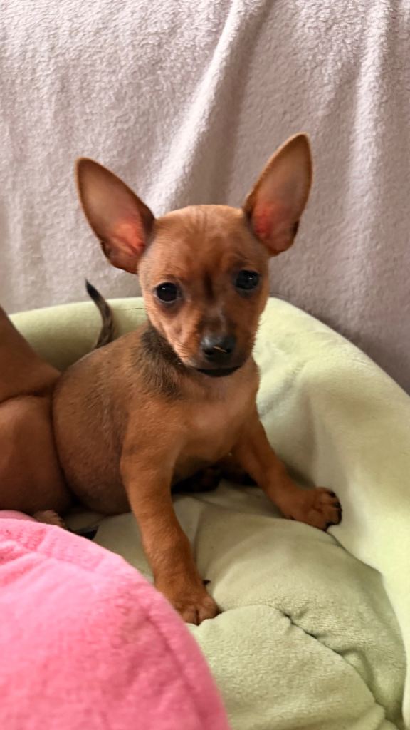 Russian Toy Terrier KC registered 