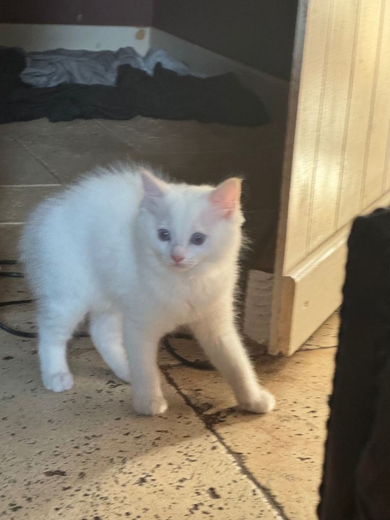 3 Health tested Ragdoll boys