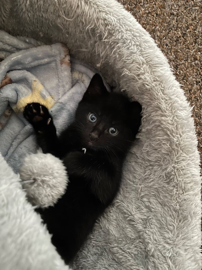1 Male Black, Loving Kitten Ready For a Loving Home – 9 Weeks Old
