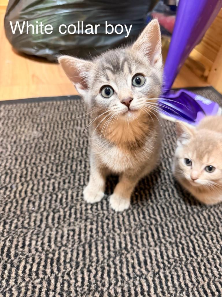 Cute Abyssian and BSH cross kittens - only boys left