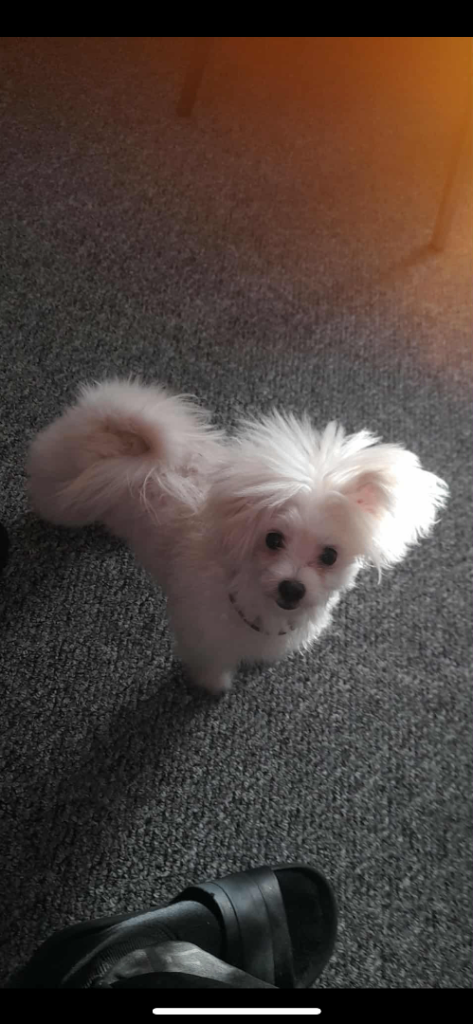  Urgent 🚨 urgent 🚨 need new home 