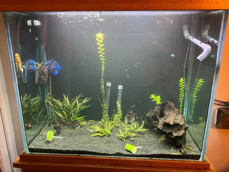 Aquarium fish tank plants 
