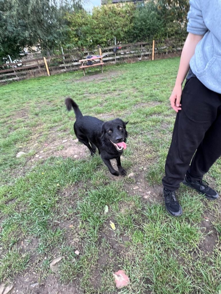 Beautiful Dominique 1 year old male 