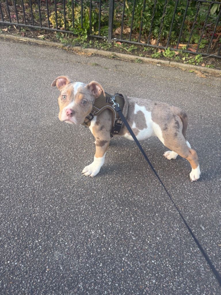 6-Month-Old Tri Merle Pocket Bully Puppy 